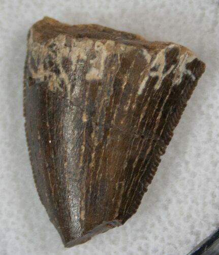 Partial Tyrannosaurus Tooth - Montana #13860